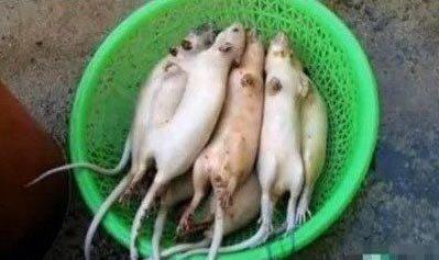 老鼠肉冒充羊肉